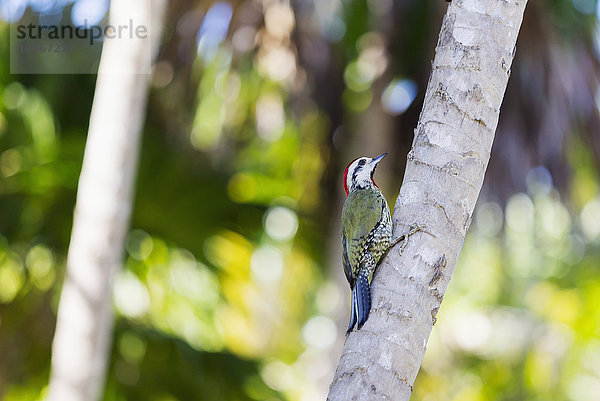 Die endemische Vogelart Kubanischer Grünspecht (Xiphidiopicus percussus) sitzt auf einem Palmenstamm in seinem natürlichen Lebensraum im Freien; Varadero  Kuba'.