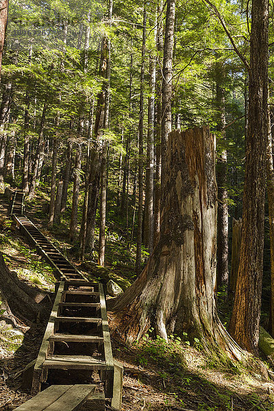 Treppe auf dem Gavin Hill Trail im borealen Regenwald  Sitka  Südost-Alaska  USA  Sommer