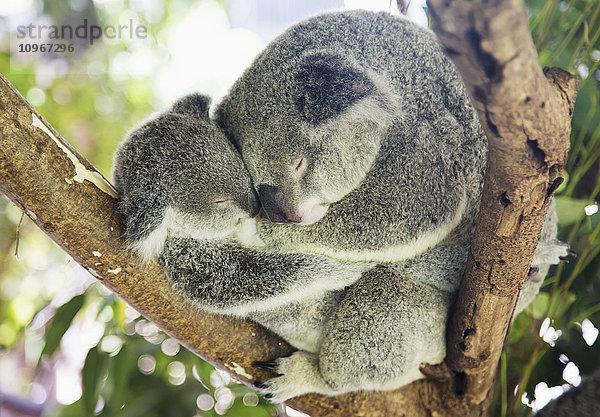 Mutter und Baby des Koalabären (Phascolarctos cinereus) zusammengekuschelt in einem Baum; Noosa  Queensland  Australien'.