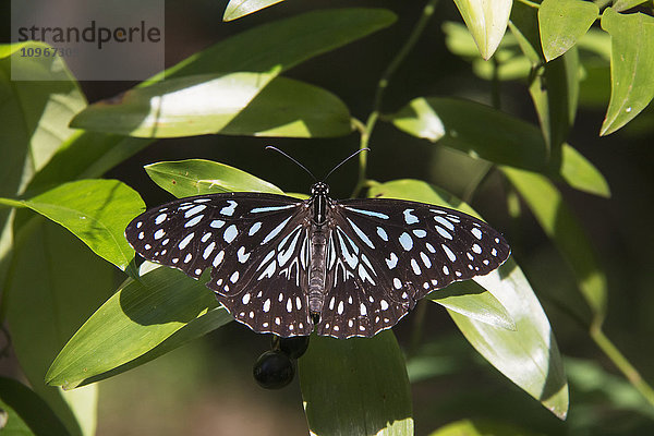 Ein schwarz-blauer Schmetterling  der sich auf einem Blatt ausruht; Queensland  Australien'.