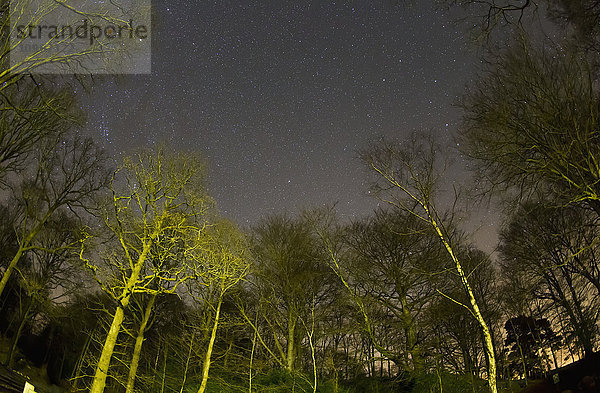 Ansicht von Sternen am Himmel mit beleuchteten Bäumen bei Nacht; Clappersgate  England'.