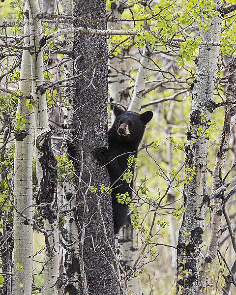 Junger Schwarzbär (Ursus americanus) in einem Baum  Waterton Lakes National Park; Alberta  Kanada'.