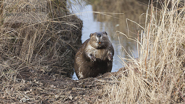 Biber (castor canadensis) am Ufer des Wassers  Elk Island National Park; Alberta  Kanada'.