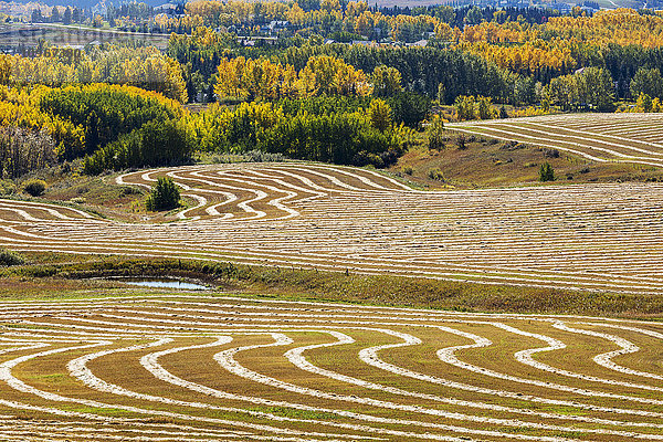 Rollende Hügel mit interessant gemusterten Erntelinien aus geschnittenem Getreide  die das Sonnenlicht mit den Herbstfarben der Bäume im Hintergrund reflektieren; Alberta  Kanada'.