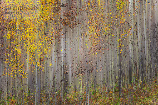 Gemälde von Bäumen in einem Wald in Herbstfarben; Alberta  Kanada'.
