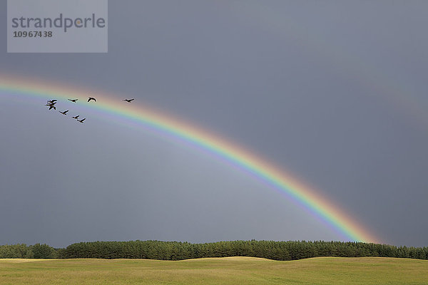 Kanadagänse (Branta canadensis) und Regenbogen über einem Farmfeld; Caldeon  Ontario  Kanada'.