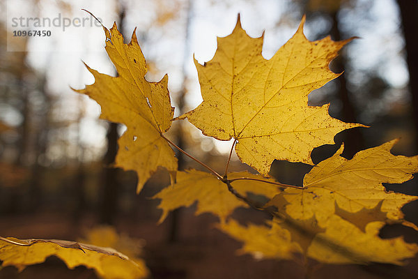 Goldfarbene Ahornblätter im Herbst; Brampton  Ontario  Kanada'.