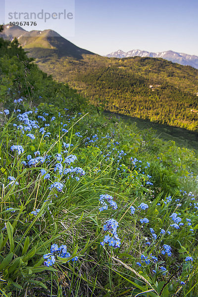 Nahaufnahme eines Beetes mit Vergissmeinnicht-Blumen an einem Südhang von Anchorage  Sommer