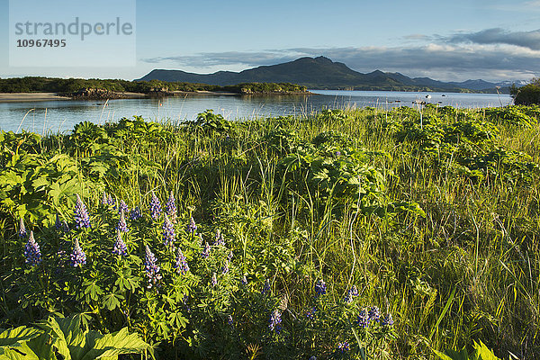 Arktische Lupinen und üppiges Laub sammeln das Morgenlicht in der Kukak Bay  Katmai National Park & Preserve  Alaska.