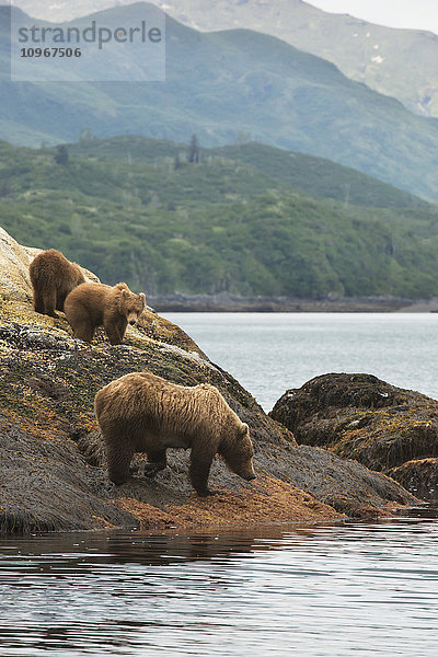 Eine Braunbärensau und ihre einjährigen Jungen suchen am Ufer der Kukak Bay  Katmai National Park & Preserve  Alaska  nach Nahrung.