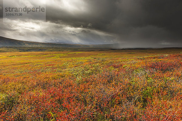 Ein Sturm zieht über die leuchtenden Farben des Herbstes im Denali National Park & Preserve  Alaska.