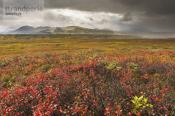 Ein Sturm zieht über die Herbstfarben und die Berge der Alaska Range im Denali National Park & Preserve  Alaska.