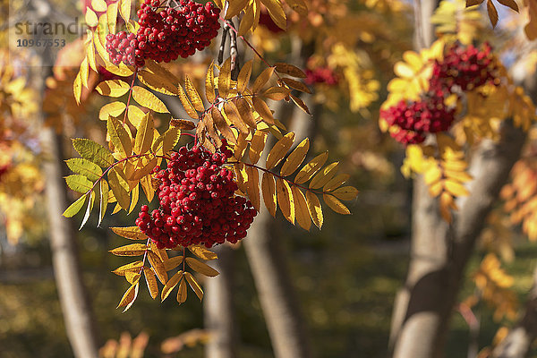 Rote Beerenbüschel an einer Eberesche (Sorbus aucuparia) im Herbst; Edmonton  Alberta  Kanada'.