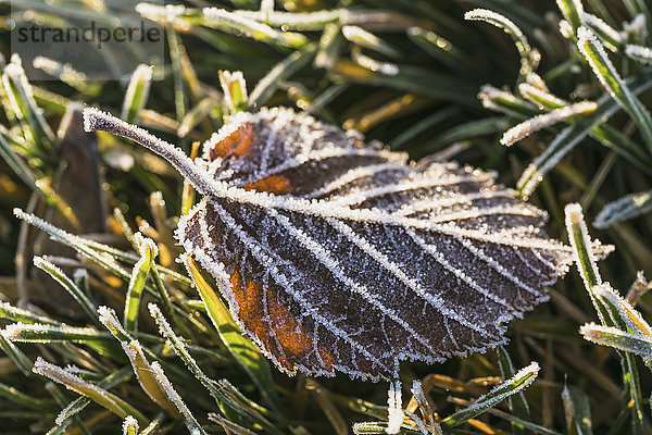 Morgenfrost umreißt die Details eines heruntergefallenen Apfelblatts und das Gras  auf das es gefallen ist; Edmonton  Alberta  Kanada'.