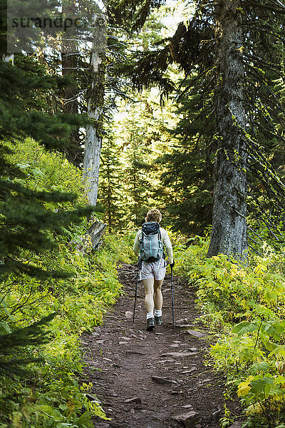 Wanderin mit Stöcken auf Waldweg; Waterton  Alberta  Kanada'.