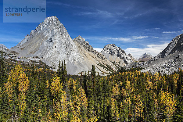 Alpental mit bunten Lärchen in Herbstfarben und felsigen Gipfeln mit blauem Himmel und Wolken  Kananaskis Provincial Park; Alberta  Kanada'.