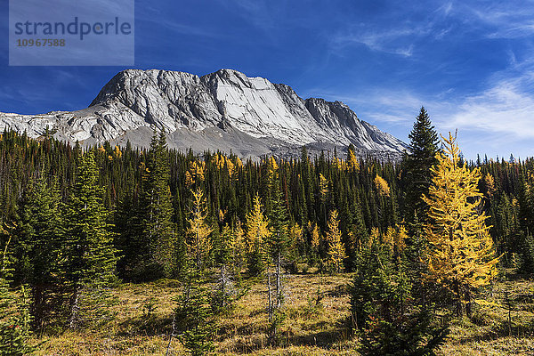 Almwiese mit bunten Lärchen im Herbst und Berg mit blauem Himmel und Wolken im Hintergrund  Kananaskis Provincial Park; Alberta  Kanada'.