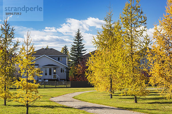 Bunte Bäume im Herbst in einem Park in der Nachbarschaft mit einem von Häusern umgebenen Weg und blauem Himmel und Wolken; Calgary  Alberta  Kanada'.