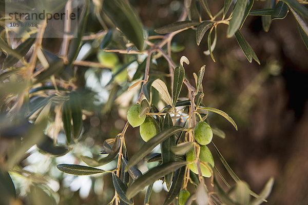 Grüne Oliven in Tratalias; Carbonia Iglesias  Sardinien  Italien .