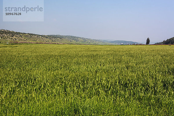 Ernte auf einem Feld im Tal von Elah; Israel