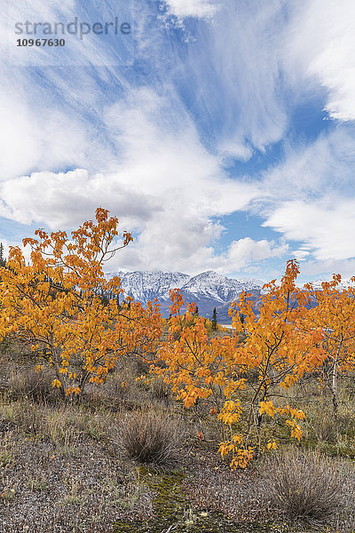 Herbstfarben entlang des Alaska Highway  Kluane National Park  Kluane Range  St. Elias Mountains.