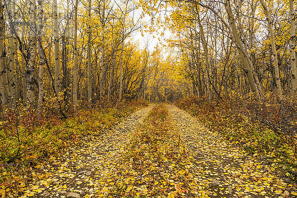 Herbstlandschaft einer unbefestigten Straße  bedeckt mit herabgefallenen farbigen Espenblättern  Yukon Territory  Kanada