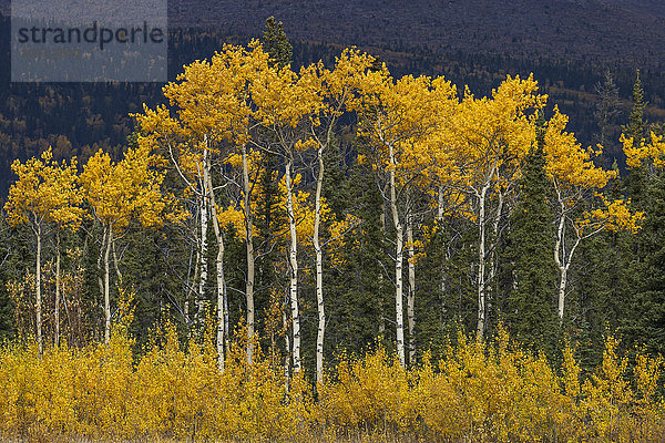 Goldfarbene Bäume entlang des Alaska Highway  Yukon Territory  Kanada