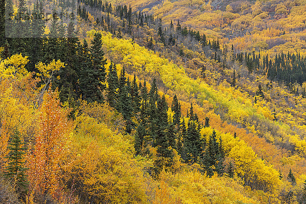 Buntes Herbstlaub und Bäume entlang des Alaska Highway  Yukon Territory  Kanada