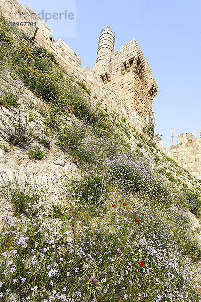 Davids Zitadelle und Wildblumen  die auf dem abfallenden Hügel wachsen; Jerusalem  Israel