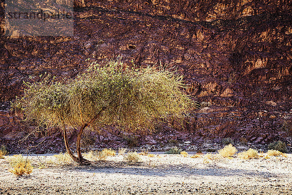 Akazienbaum vor einer Felswand; Timna Park  Israel'.