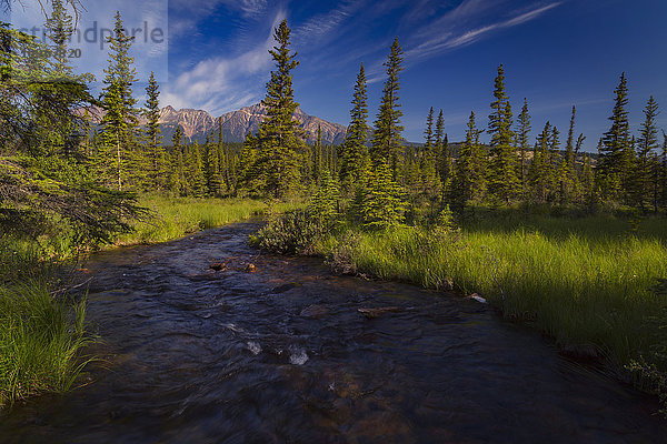 Bach  der vom Lac Beauvert wegführt  Jasper National Park; Alberta  Kanada'.