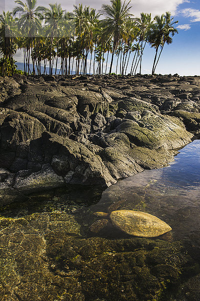 Eine grüne Schildkröte schwimmt im seichten Wasser des Puuhonua O Honaunau National Historic Park; Insel Hawaii  Hawaii  Vereinigte Staaten von Amerika'.