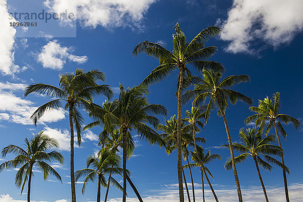 Ein Palmenbestand vor blauem Himmel und vereinzelten Wolken; Kauai  Hawaii  Vereinigte Staaten von Amerika'.