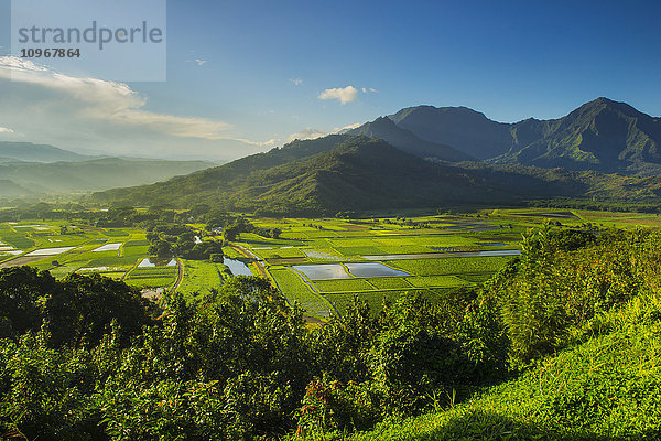 Der Hanalei Lookout bietet einen Blick auf die Taro-Plantagen auf Kauai  wo der meiste Taro auf Hawaii angebaut wird; Kauai  Hawaii  Vereinigte Staaten von Amerika'.