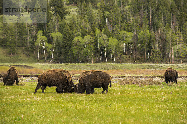 Ein Paar amerikanischer Bisons (Bison bison) sparren im Lamar Valley im Yellowstone National Park; Wyoming  Vereinigte Staaten von Amerika'.