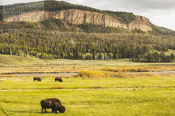 Eine Gruppe amerikanischer Bisons weidet im Lamar Valley im Yellowstone National Park; Wyoming  Vereinigte Staaten von Amerika'.