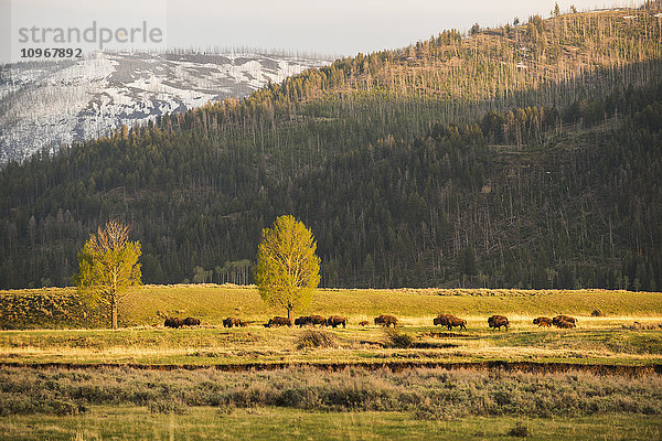 Eine Gruppe amerikanischer Bisons (Bison bison) zieht im Lamar Valley im Yellowstone National Park vorbei; Wyoming  Vereinigte Staaten von Amerika'.