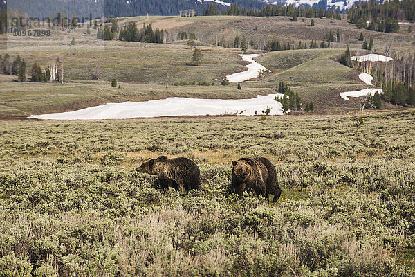 Ein Paar junger Braunbären (ursus arctos) bewegt sich durch das Gebiet Gardners Hole im Yellowstone-Nationalpark; Wyoming  Vereinigte Staaten von Amerika'.