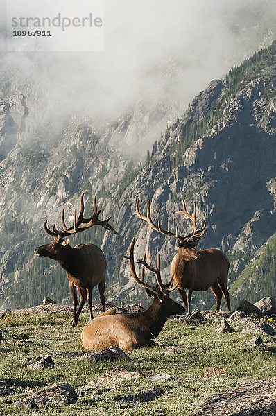 Ein Trio von Elchbullen (Cervus canadensis) auf einer felsigen Bergwiese im Rocky Mountain National Park; Colorado  Vereinigte Staaten von Amerika'.