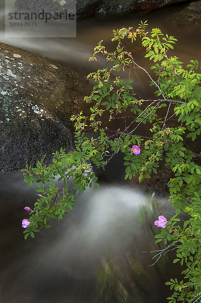 Wildrose baumelt über einem Bach im Rocky Mountain National Park; Colorado  Vereinigte Staaten von Amerika'.