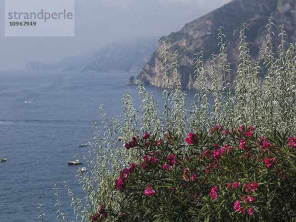Rosa blühende Blumen im Vordergrund mit Booten an der Amalfiküste; Amalfi  Italien'.