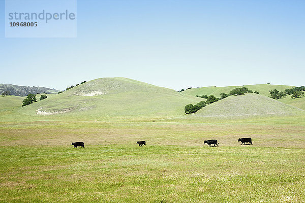 Kühe auf einem Feld unter blauem Himmel bei Paso Robles; Kalifornien  Vereinigte Staaten von Amerika'.