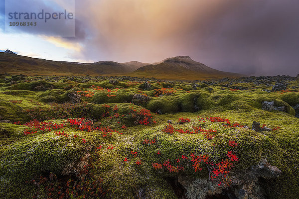 Moosbewachsenes Lavafeld bei Sonnenaufgang  Halbinsel Snaefellsness; Island'.