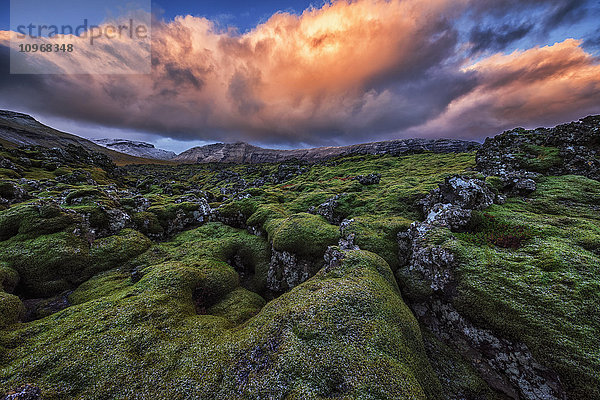 Moosbewachsener Lavastrom bei Sonnenaufgang auf der Halbinsel Snaefellsness; Island'.