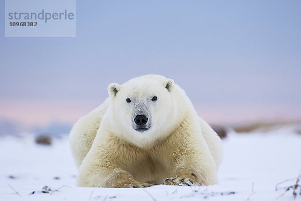 Eisbär (ursus maritimus) an der Küste der Hudson Bay  der darauf wartet  dass die Bucht zufriert; Churchill  Manitoba  Kanada'.