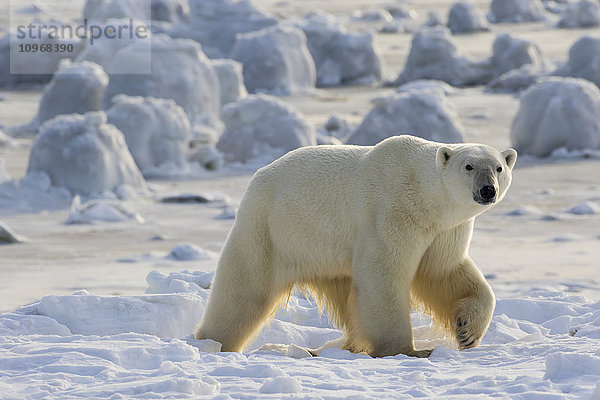 Eisbär (ursus maritimus) an der Küste der Hudson Bay  der darauf wartet  dass die Bucht zufriert; Manitoba  Kanada'.