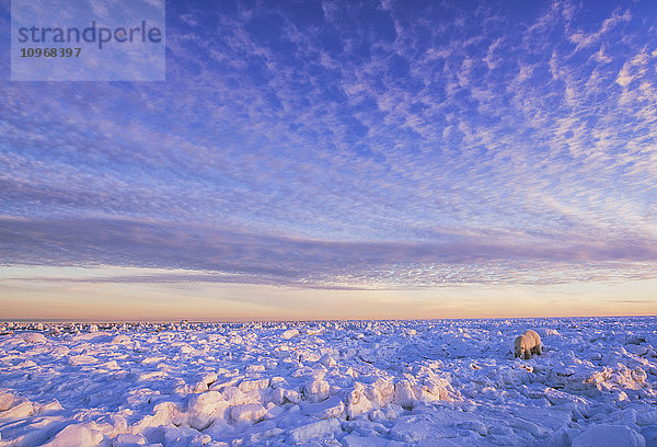 Eisbär (ursus maritimus) an der Küste der Hudson Bay bei Sonnenuntergang  der darauf wartet  dass die Bucht zufriert; Churchill  Manitoba  Kanada'.