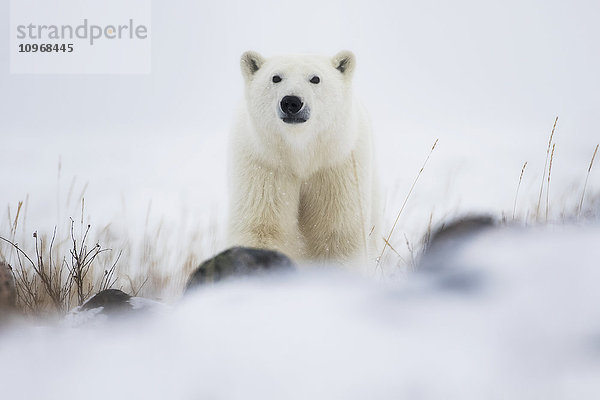 Eisbär (ursus maritimus) in einem Schneesturm; Churchill  Manitoba  Kanada