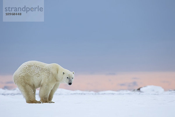 Eisbär (ursus maritimus) im Schnee stehend bei Sonnenaufgang; Churchill  Manitoba  Kanada'.