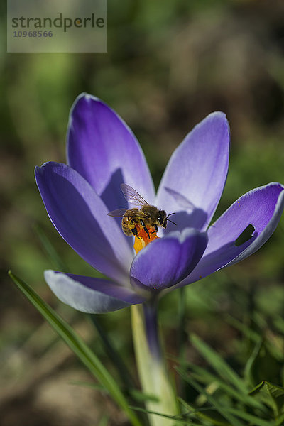 Ein Insekt auf einem blühenden Krokus im Garten; Astoria  Oregon  Vereinigte Staaten von Amerika'.